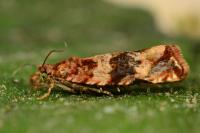 Celypha cespitana