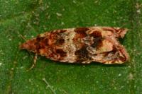Celypha cespitana