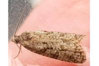 Cnephasia