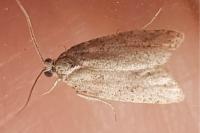 Cnephasia