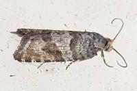 Rhopobota stagnana