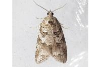 Cnephasia