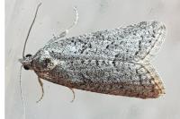 Cnephasia
