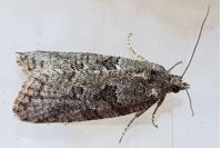 Cnephasia