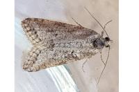 Cnephasia