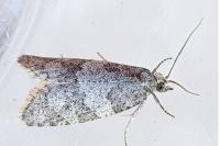Cnephasia