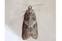 Cnephasia