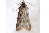 Cnephasia