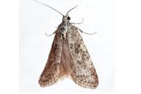 Cnephasia