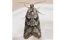 Cnephasia