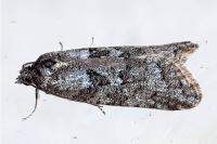 Cnephasia