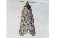 Cnephasia