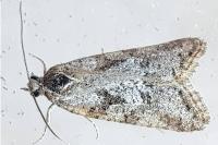 Cnephasia