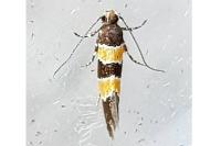 Goidanichiana jourdheuillella
