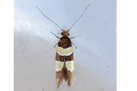 Goidanichiana jourdheuillella