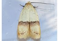 Odites kollarella