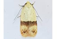 Odites kollarella