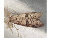 Penestoglossa dardoinella