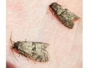Penestoglossa dardoinella