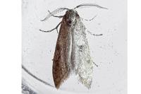 Penestoglossa dardoinella
