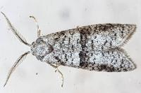 Penestoglossa dardoinella