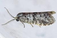 Penestoglossa dardoinella