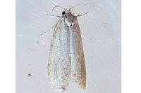 Penestoglossa dardoinella