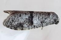 Penestoglossa dardoinella