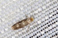 Bucculatrix cidarella