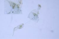 Bucculatrix cidarella