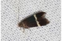 Aproaerema larseniella