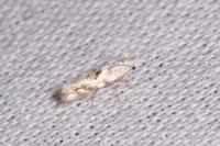 Bucculatrix albedinella