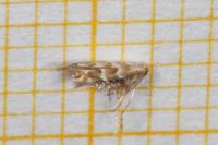 Cameraria ohridella