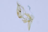 Aproaerema larseniella
