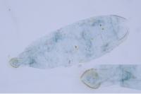 Cameraria ohridella