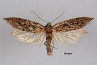 Oxypteron schawerdai