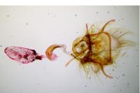 Oxypteron schawerdai