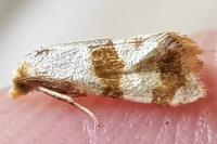 Phalonidia contractana