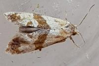 Phalonidia contractana