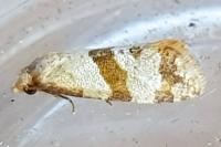 Phalonidia contractana