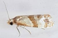 Phalonidia contractana