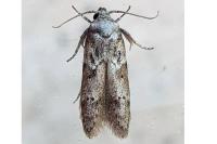 Blastobasis