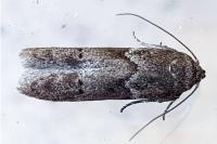 Blastobasis