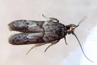 Blastobasis glandulella