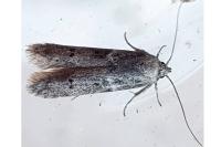 Blastobasis