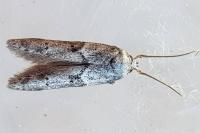 Blastobasis
