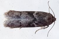 Blastobasis glandulella