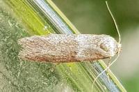 Blastobasis
