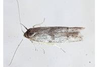 Blastobasis