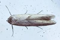 Blastobasis